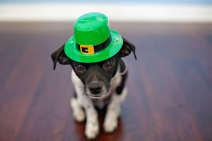 15 Fun Facts For St. Pat’s