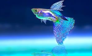 Building Company Culture With The Fish Philosophy