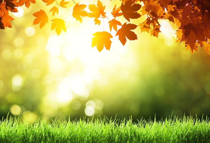 leaves in autumn forest